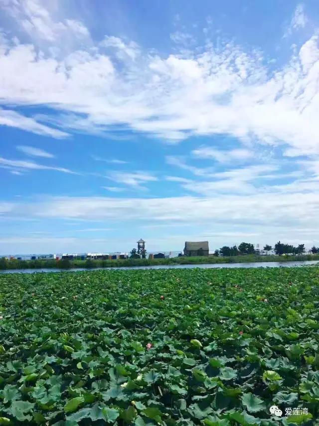 我与爱莲湾的故事（中）(图2)